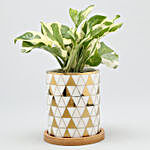 White Pothos Plant In Triangle Print Pot With Wooden Plate