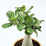 Adenium Desert Rose Plant In Yellow Pipe Shape Pot