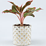 Aglaonema Plant In Golden & White Ceramic Pot