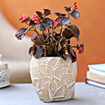 Begonia Plant In Cute Apple Shaped Pot