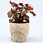Begonia Plant In Cute Apple Shaped Pot