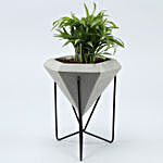 Chamaedorea Plant In Grey Conical Planter