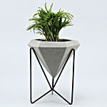 Chamaedorea Plant In Grey Conical Planter