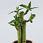Cut Leaf Bamboo Plant In Musical Planter
