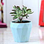 Echeveria Colorata Plant In Triangular Planter