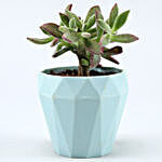 Echeveria Colorata Plant In Triangular Planter