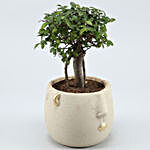 Elm Carmona Plant In Ceramic Face Planter