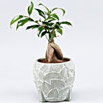 Ficus Trunk Plant In Leaves Embossed Planter