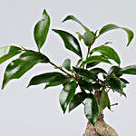 Ficus Trunk Plant In Leaves Embossed Planter
