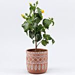 Hibiscus Plant In Brown & White Tribal Print Pot