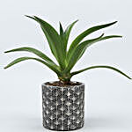Lotus Cactus Plant In Beautiful Ceramic Pot