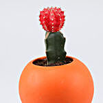 Moon Cactus Plant In Orange Round Planter