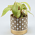 Philodendron Plant In Beautiful Ceramic Pot