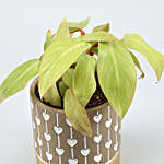 Philodendron Plant In Beautiful Ceramic Pot