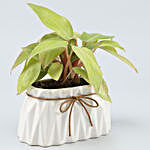 Philodendron Plant In Rectangular Planter