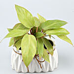 Philodendron Plant In Rectangular Planter