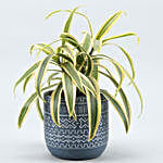 Song Of India Plant In Blue & White Tribal Print Pot