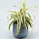 Song Of India Plant In Blue & White Tribal Print Pot