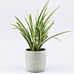 Spider Plant In Abstract Print Pot