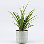 Spider Plant In Abstract Print Pot