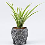 Spider Plant In Leaves Embossed Planter