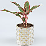 Aglaonema Plant In Golden & White Ceramic Pot