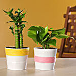 Cut Leaf Bamboo & Money Plant Combo In Coated Pot