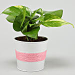 Cut Leaf Bamboo & Money Plant Combo In Coated Pot