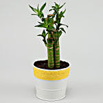Cut Leaf Bamboo Plant In Coated Yellow Pot