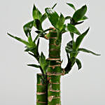 Cut Leaf Bamboo Plant In Coated Yellow Pot
