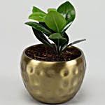 Ficus Compacta Plant In Golden Hammered Metal Pot