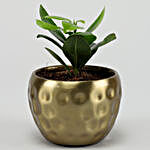 Ficus Compacta Plant In Golden Hammered Metal Pot