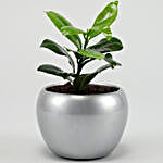 Ficus Compacta Plant In Silver Teak Table Top Pot