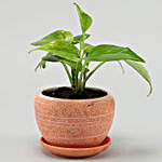 Golden Money Plant In Orange Pot With Plate