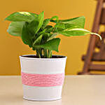 Golden Money Plant In Powder Coated Pink Pot