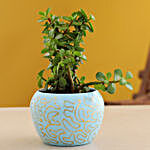 Jade Plant In Blue Enamel Print Pot