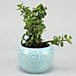 Jade Plant In Blue Enamel Print Pot