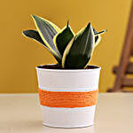 Milt Sansevieria Plant In Coated Orange Pot