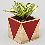 Milt Sansevieria Plant In Red Wooden Square Pot