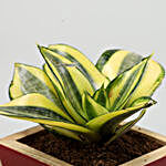 Milt Sansevieria Plant In Red Wooden Square Pot