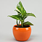 Money Plant In Orange Powder Coated Metal Pot