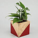 Oxycardium Plant In Red Natural Wood Square Pot