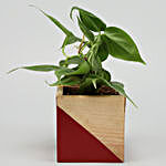 Oxycardium Plant In Red Natural Wood Square Pot