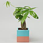 Pachira Plant In Blue & Pink Wooden Square Pot