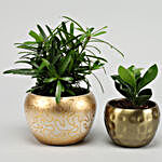 Podocarpus & Ficus Compacta Plant Combo In Metal Pot