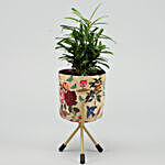 Podocarpus Plant In Enamel Print Pot With Stand
