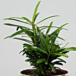 Podocarpus Plant In Enamel Print Pot With Stand