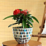 Red Ixora Plant In Mosaic Glass Pot