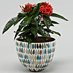 Red Ixora Plant In Mosaic Glass Pot