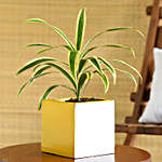 Song Of India Plant In Yellow & White Wooden Pot